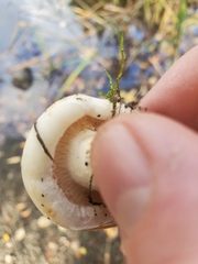 Lactarius controversus