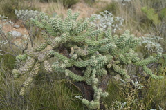 Cylindropuntia