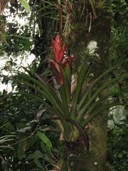 Tillandsia yunckeri