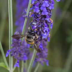 Xylocopa tabaniformis azteca