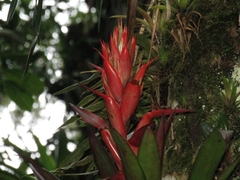 Tillandsia yunckeri