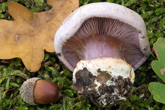 Cortinarius suaveolens