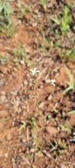Kohautia amatymbica