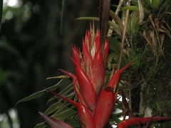 Tillandsia yunckeri