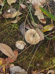 Lactarius controversus