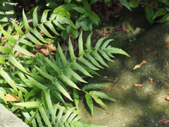Christella acuminata