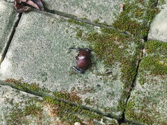 Trypoxylus dichotomus tsunobosonis