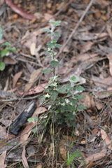 Xanthosia pilosa