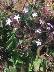 Pseuderanthemum variabile