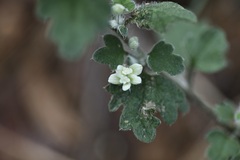 Xanthosia pilosa