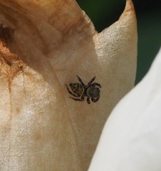 Carrhotus sannio
