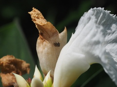 Carrhotus sannio