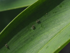 Dolichoderus thoracicus