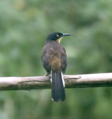 Donacobius atricapilla