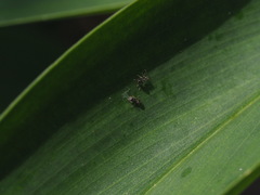 Dolichoderus thoracicus