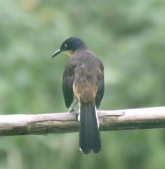 Donacobius atricapilla
