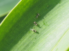 Dolichoderus thoracicus