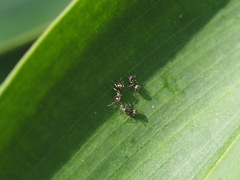 Dolichoderus thoracicus