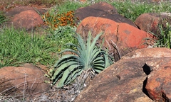 Boophone haemanthoides