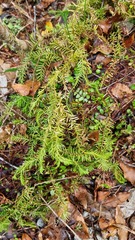 Lycopodiales