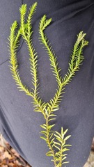 Lycopodiales
