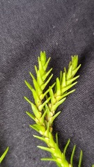 Lycopodiales