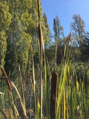 Typha