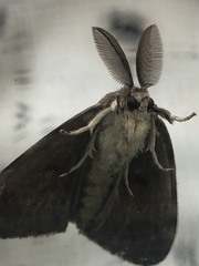 Lymantria dispar