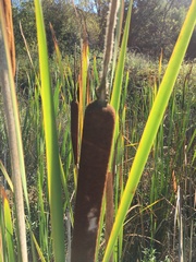 Typha
