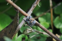 Maratus plumosus