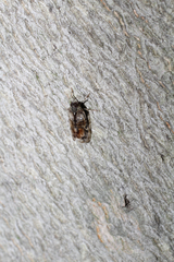 Melanoliarus placitus