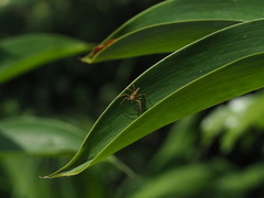 Hamadruas hieroglyphica