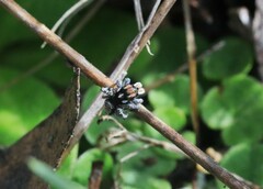 Maratus plumosus