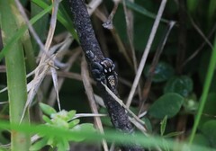 Maratus plumosus