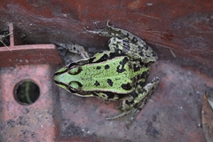 Pelophylax lessonae
