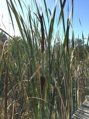 Typha