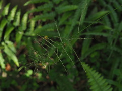 Paspalum paniculatum