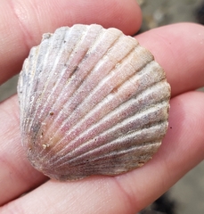 Pecten novaezelandiae