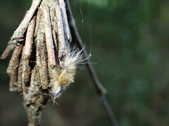 Halysidota tessellaris