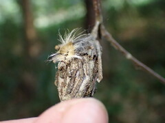 Halysidota tessellaris