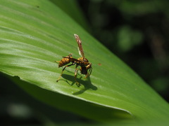Polistes japonicus