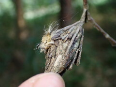 Halysidota tessellaris