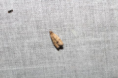 Psilocorsis quercicella