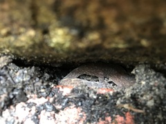 Christinus marmoratus