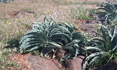 Boophone haemanthoides