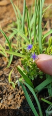 Polygala gerrardii