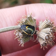 Cosmopepla decorata