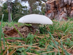 Agaricus arvensis