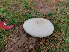 Agaricus arvensis