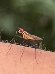 Telostylinus lineolatus
